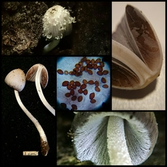 Coprinopsis mitrispora