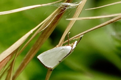 Urola nivalis