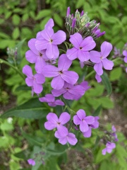 Hesperis matronalis