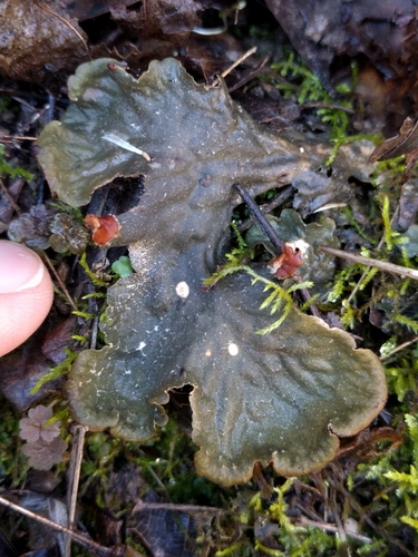 iNaturalist observation photo of carpet pelt lichen