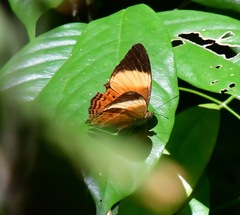 Cirrochroa orissa