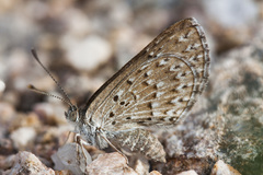 Zabuella tenellus