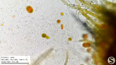 Haematococcaceae