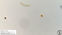 Haematococcaceae