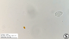 Haematococcaceae