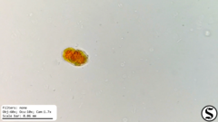 Haematococcaceae