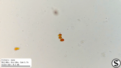 Haematococcaceae