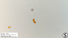 Haematococcaceae