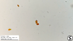 Haematococcaceae
