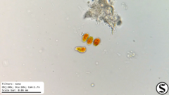 Haematococcaceae