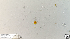 Haematococcaceae