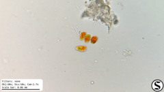 Haematococcaceae