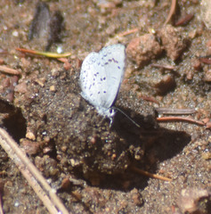 Celastrina echo sidara