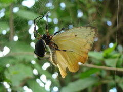 Nephilingis cruentata