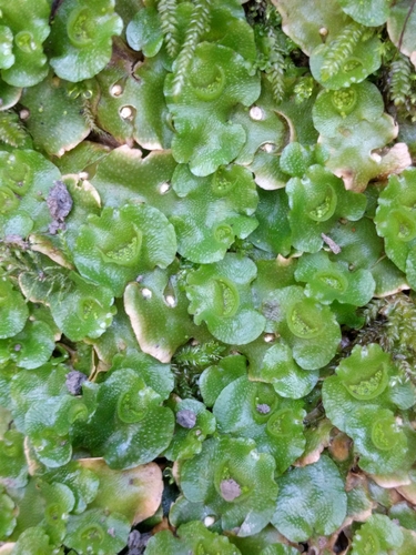 iNaturalist observation photo of Crescent-cup liverwort