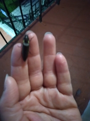 Ignelater havaniensis