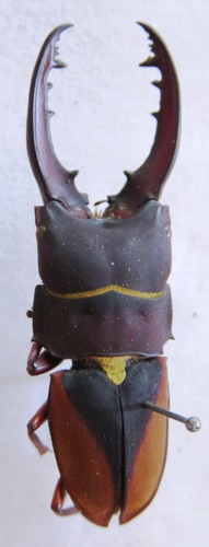 Leptinopterus v-nigrum