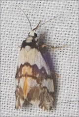 Philenora irregularis