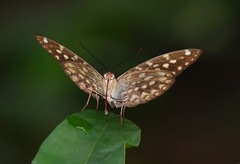 Lexias canescens pardalina