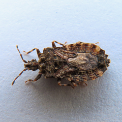 Usingerida verrucigera