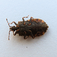 Usingerida verrucigera