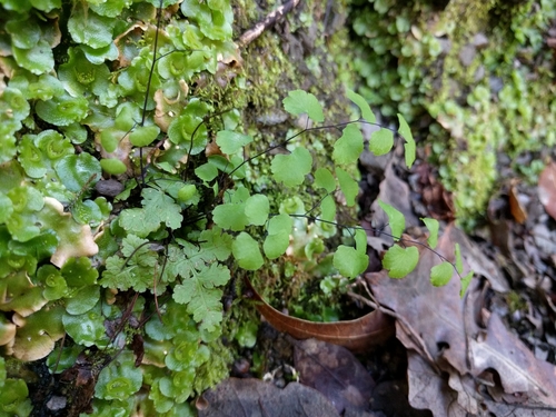 iNaturalist observation photo of California Maidenhair Fern