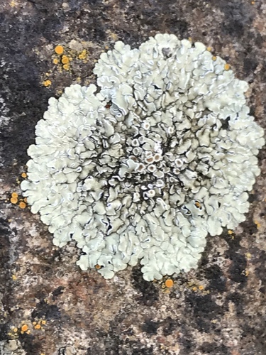 iNaturalist observation photo of Common Lichens