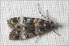 Eudonia protorthra