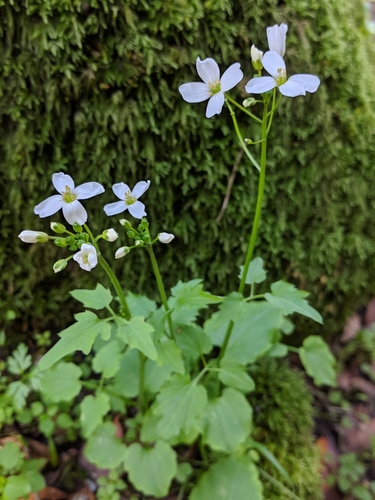 iNaturalist observation photo of milkmaids