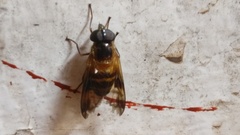 Volucella