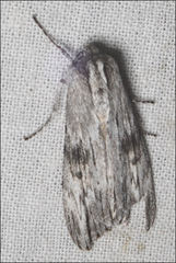 Capusa senilis