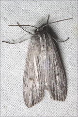 Capusa senilis