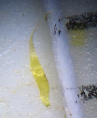 Brotherella recurvans