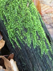 Brotherella recurvans