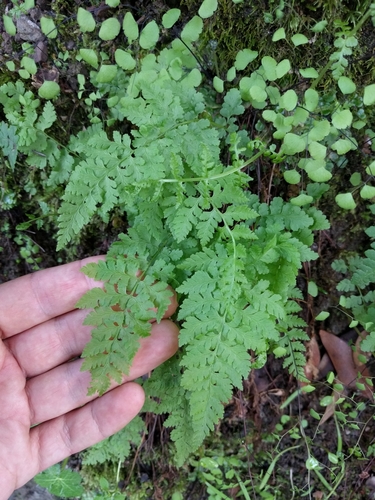 iNaturalist observation photo of brittle bladderfern