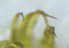 Brotherella recurvans