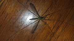 Leptotarsus albistigma