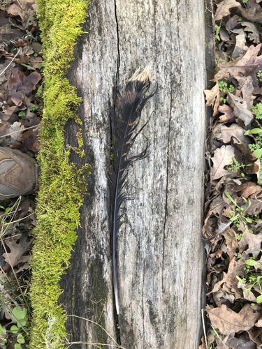 iNaturalist observation photo of Wild Turkey