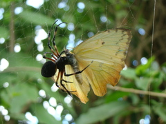 Nephilingis cruentata