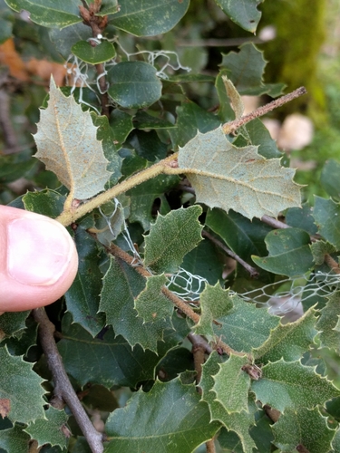 iNaturalist observation photo of canyon live oak