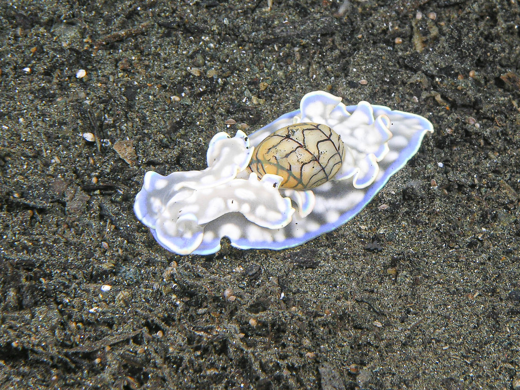 Micromelo guamensis
