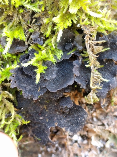 iNaturalist observation photo of Moon Lichens