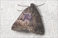 Dichromodes atrosignata