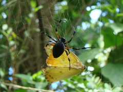 Nephilingis cruentata