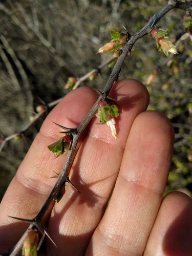 iNaturalist observation photo of hillside gooseberry