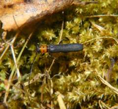 Oberea perspicillata