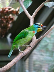 Psilopogon annamensis