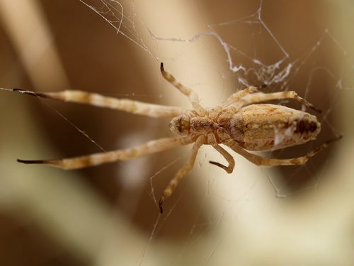 Walckenaer's Feather-legged Spider