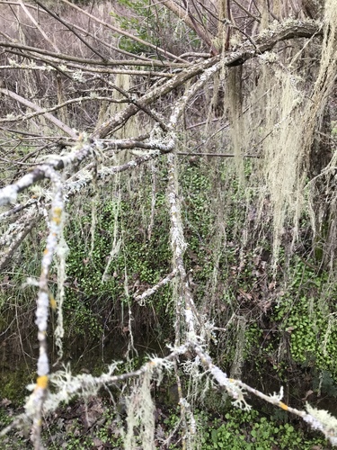 iNaturalist observation photo of elders