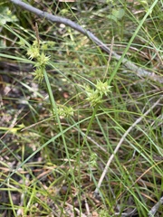 Carex elliottii